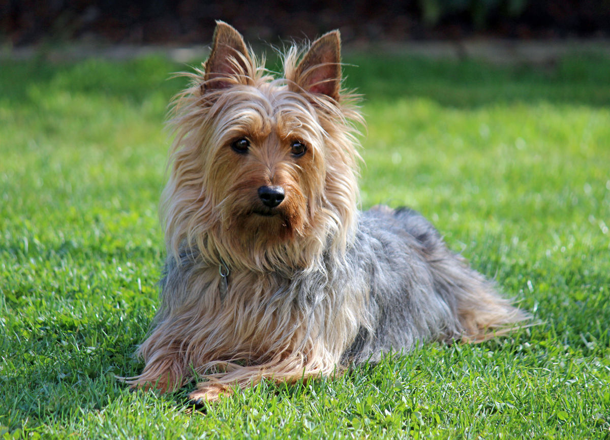 Silky Terrier